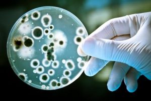 bacteriaweb01